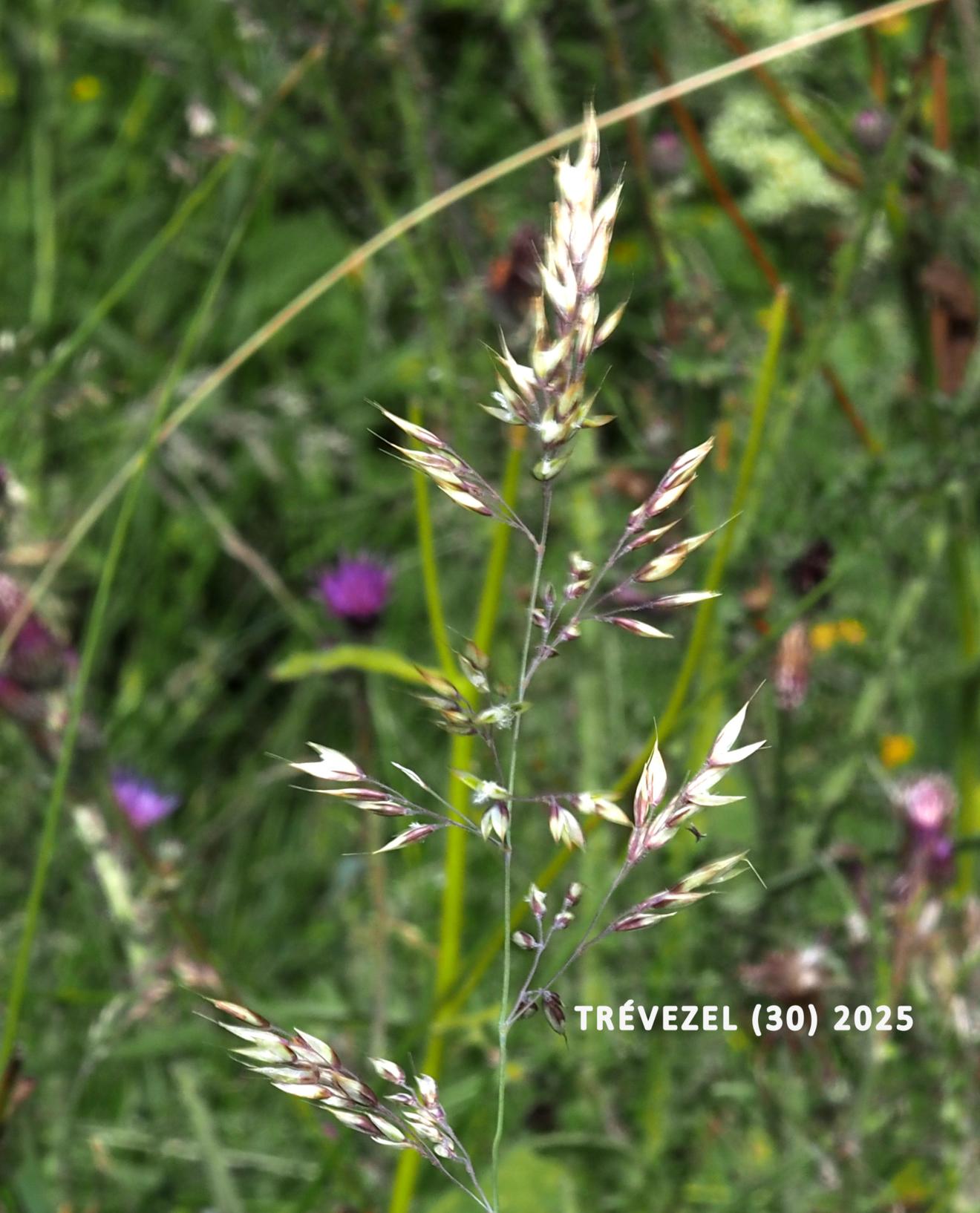 Creeping soft-grass